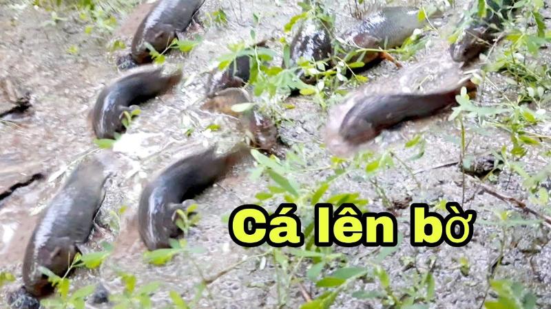 Cá nhảy lên bờ là giấc mơ không tốt